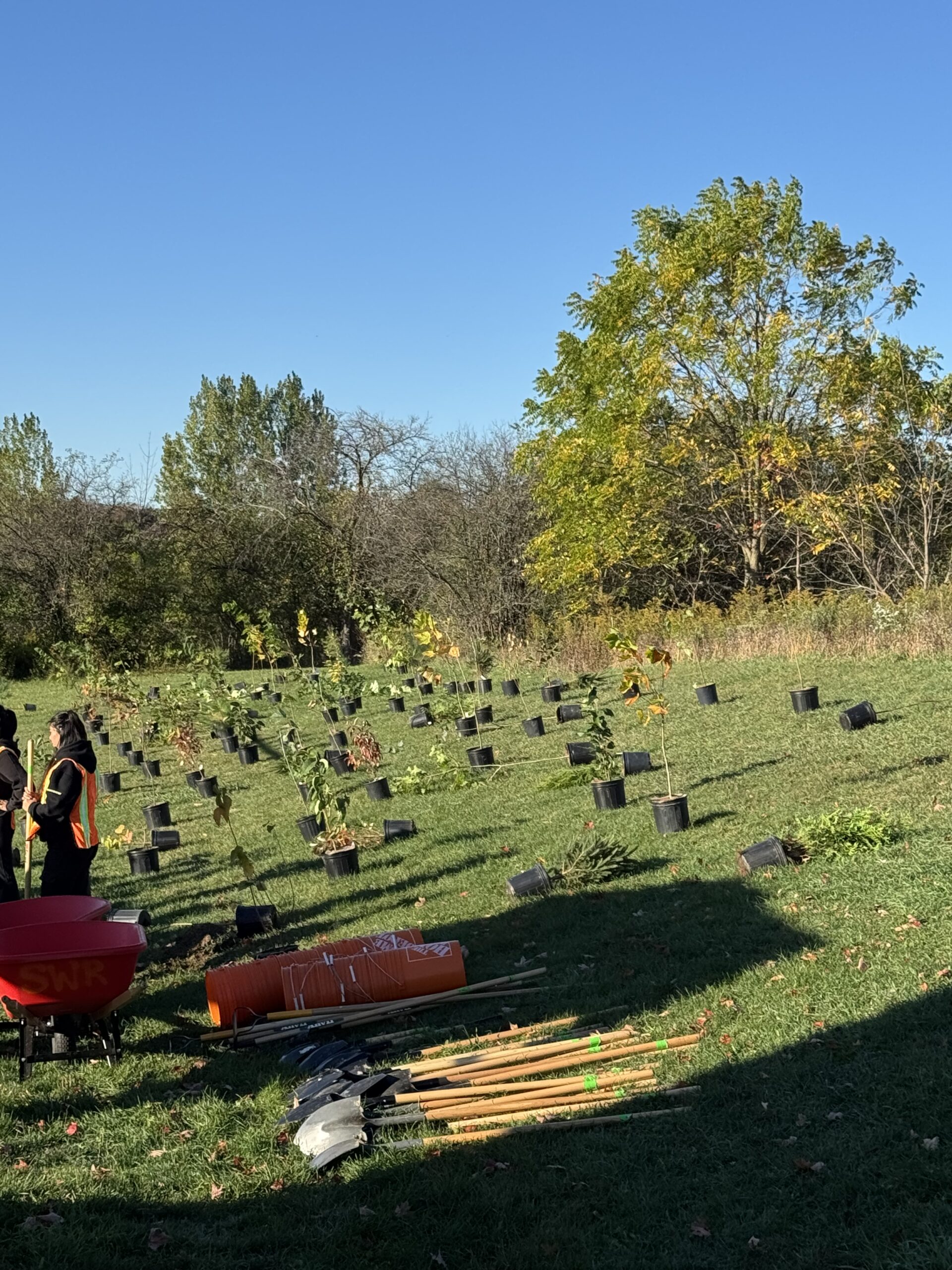 View of more than 50 trees that Bridgeport Public School would be planting