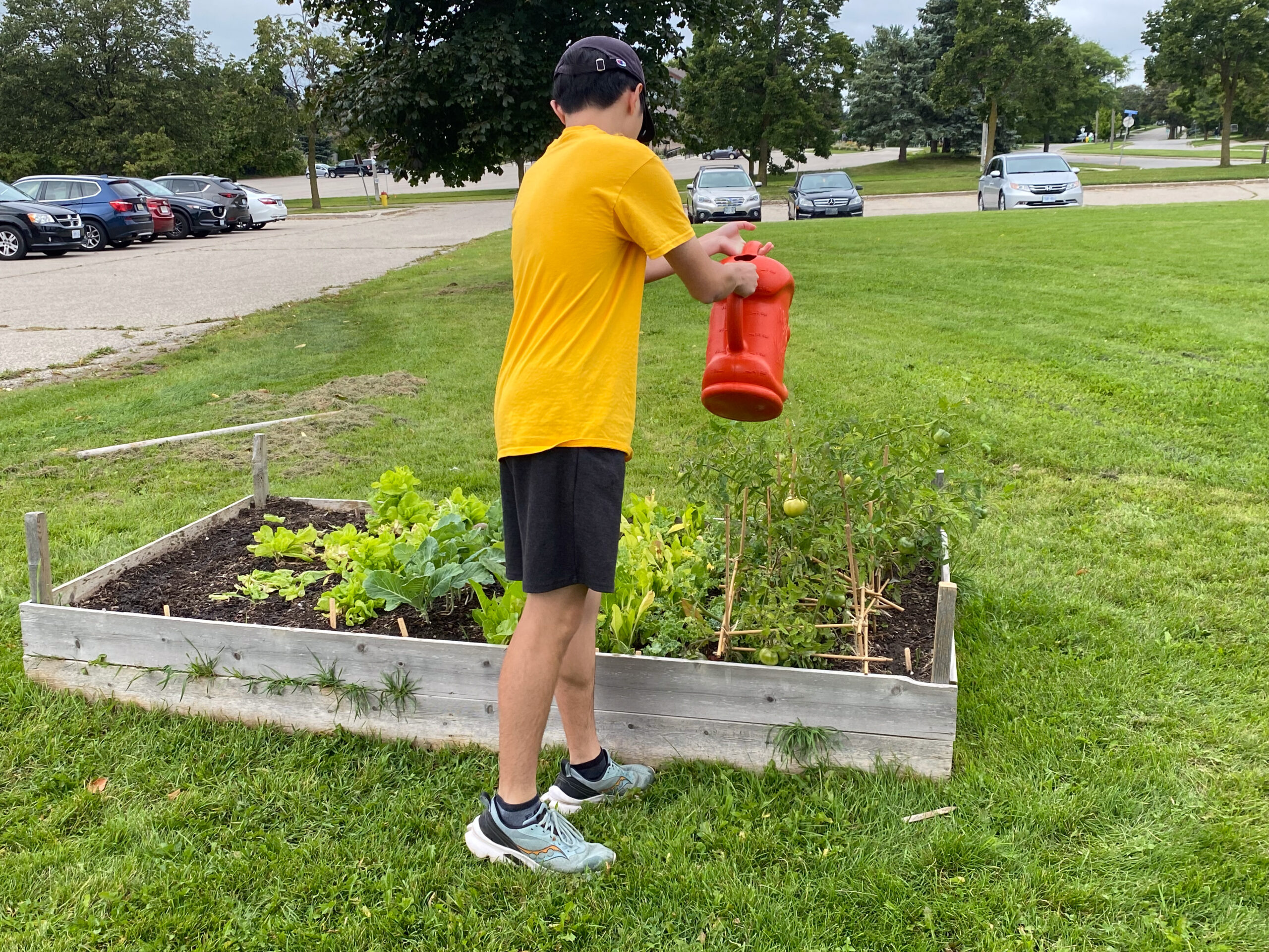 Student watering the garden at Glencairn Public School.