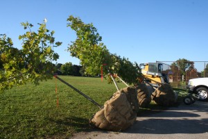 Trees are ready to be planted!