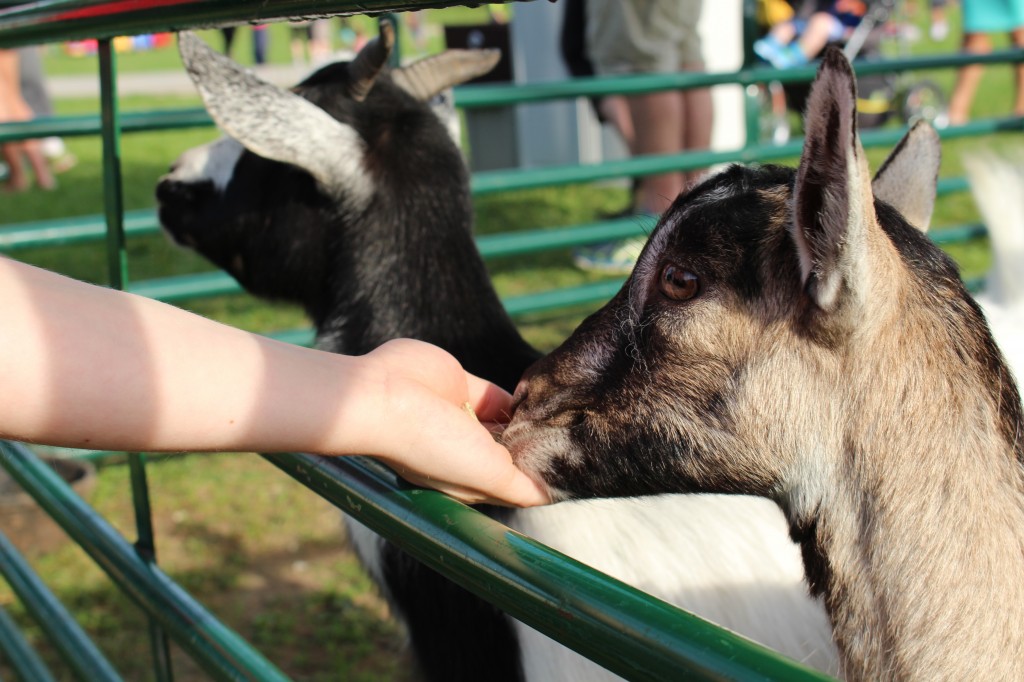 Students feeding the goats at the petting zoo.