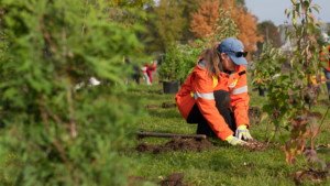 A volunteer carefully pats down fresh earth around a newly planted tree.