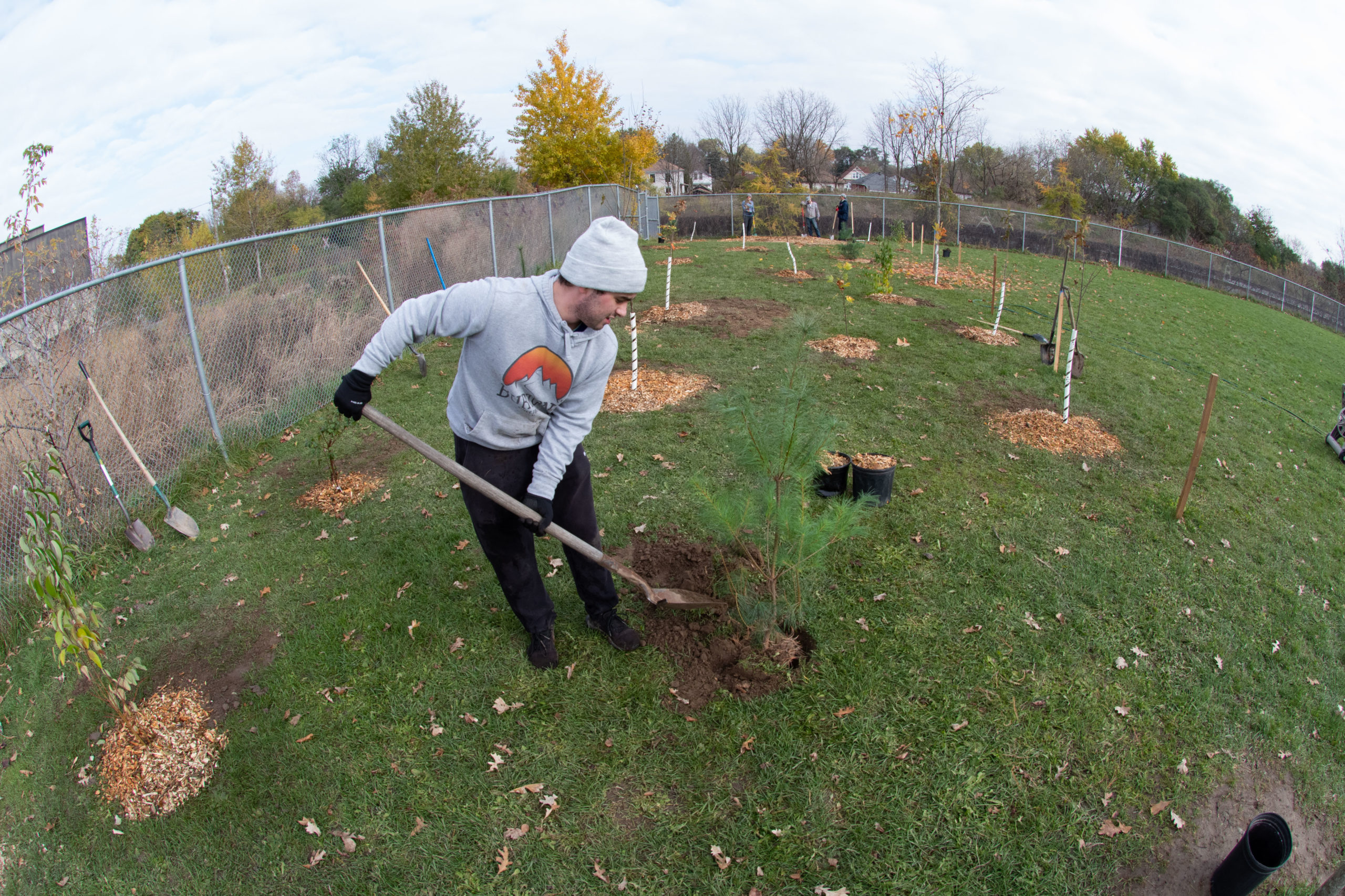 A wide angle photograph showing a volunteer working on digging a whole, surrounded by freshly planted trees.