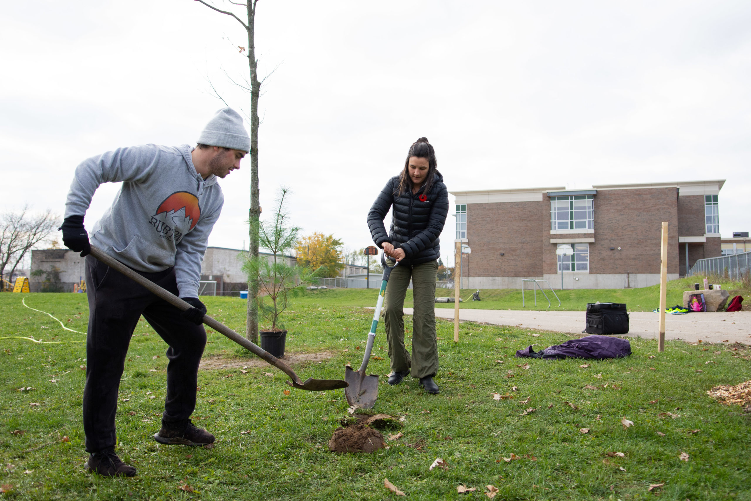 Two volunteers work together to get a new tree into the ground at Manchester Public School.