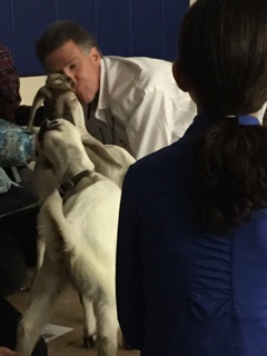 Mr. Parliament kissing the goats.