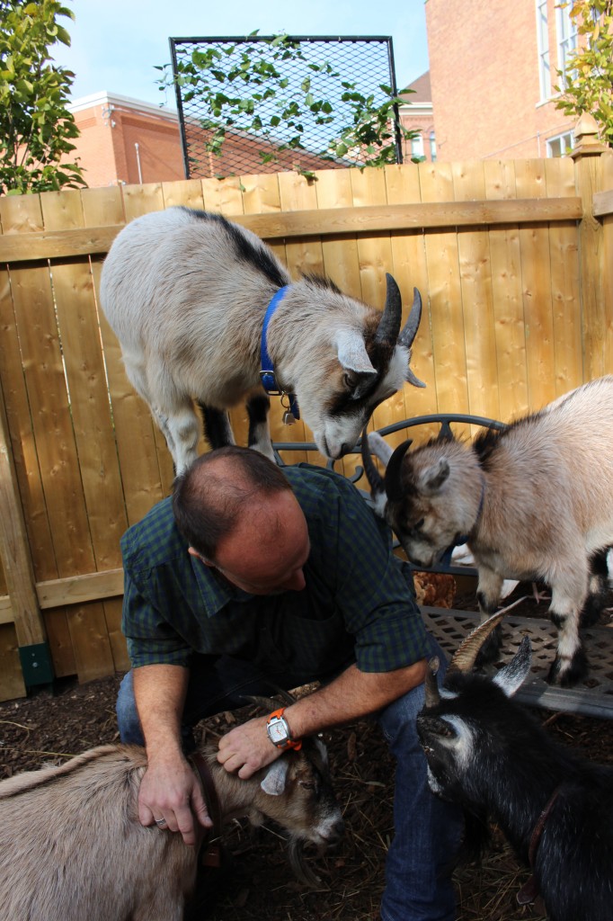 KCI has GOATS living in their horticulture class space.