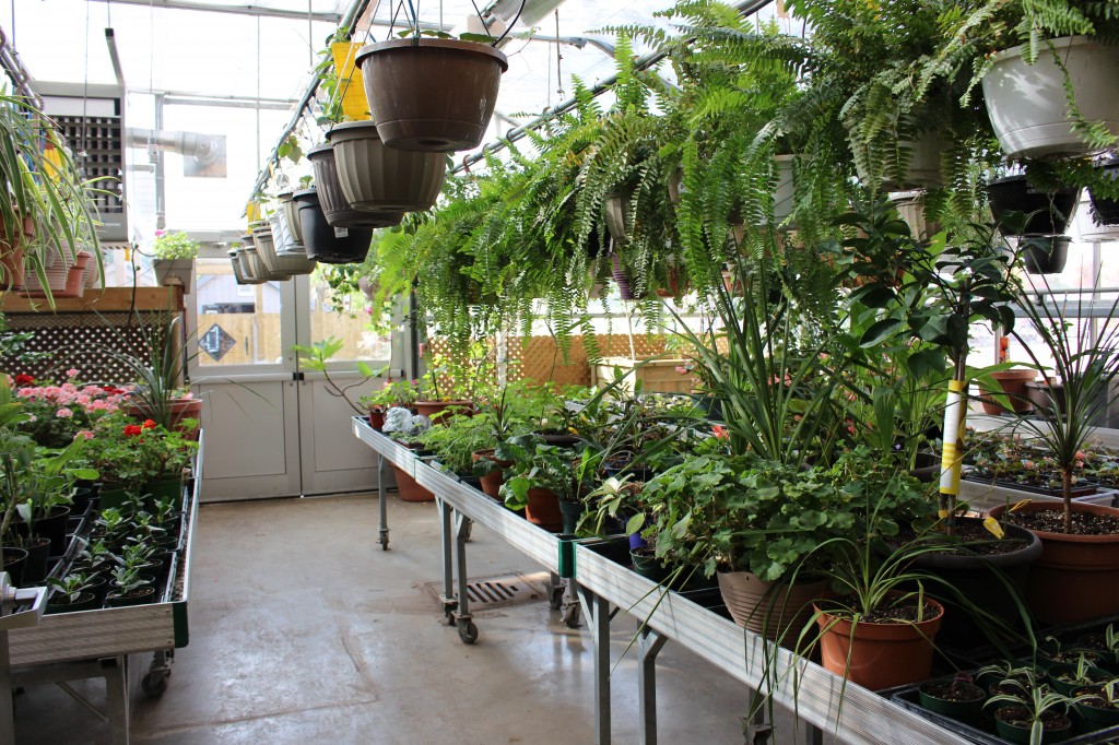 Growing beautiful plants & delicious food items in their own greenhouse.